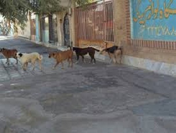 جولان هاری در سیستان/ 4 هزار سگ اتلاف شد