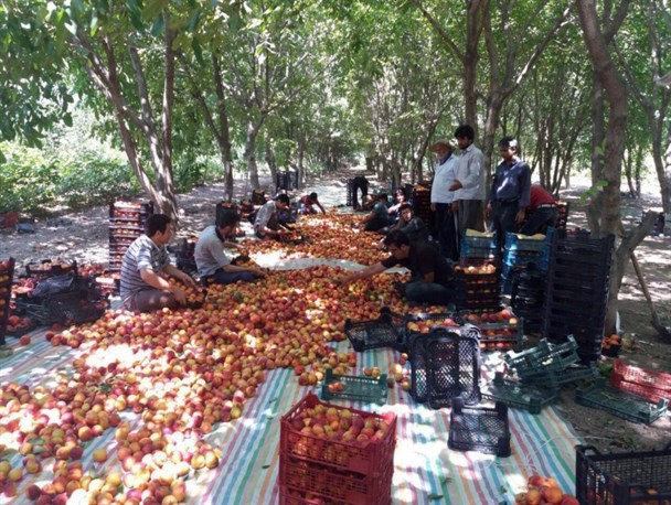 صنایع تبدیلی و تکمیلی، حلقه گمشده در شهرستان پارس آباد