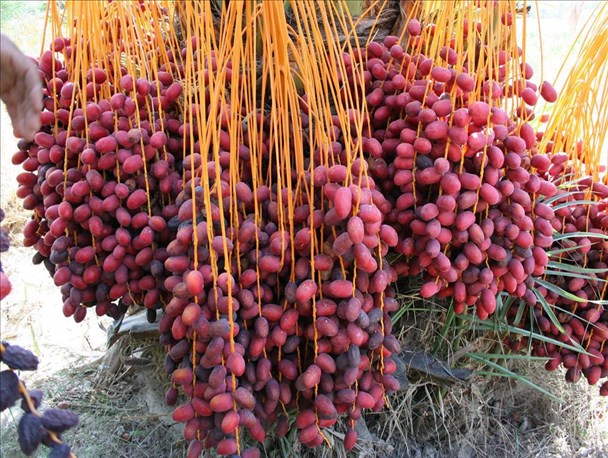 بیشترین سود خرما به جیب واسطه ها می رود