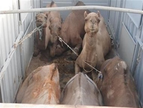 قطب پرورش شتر کشور در انتظار توجه مسئولان!/ به جای واردات شتر از تولیدکننده داخلی حمایت کنید