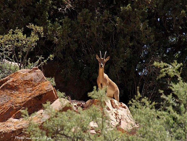 منطقه حفاظت شده پرور/ تصاویر