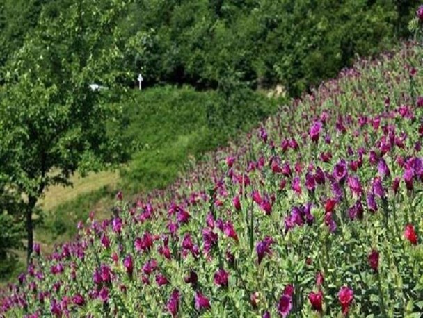 ۲۰ گونه گیاهان دارویی در شهرستان آبیک وجود دارد