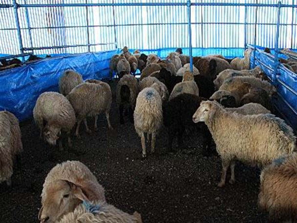 ۳۴اکیپ ویژه خدمات‌رسانی در روز عید قربان تجهیز شد/ بیماری تب کریمه – کنگو را جدی بگیرید