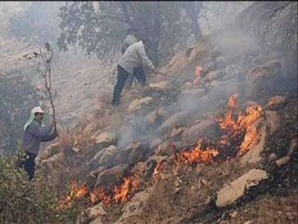 خشک شدن جنگل های شمال،از رویدادهای نادر در ۵۰ سال اخیر است