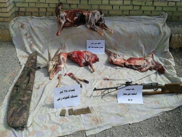 دو لاشه آهو و 50قطعه ماهی در کلات کشف شد