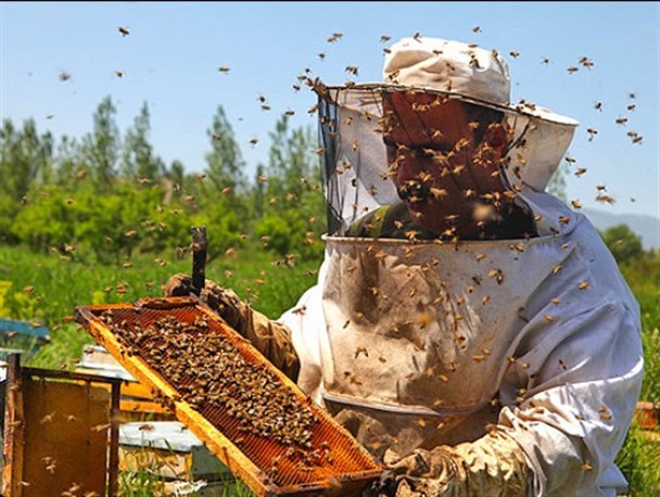 تخصیص ۷۵ میلیون تومان تسهیلات برای فعالان پرورش زنبور عسل در خنداب