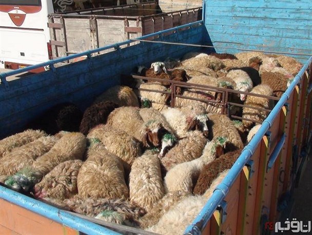 اولین محموله دام زنده قوچان به کشور عمان صادر شد