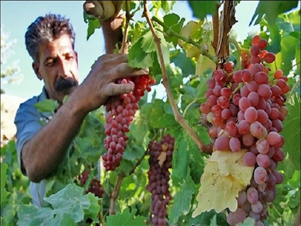 برگزاری جشنواره دو ماهه انگور در تیران و کرون/ آزادسازی باغات محور تیران - سامان با 35 میلیارد ریال اعتبار