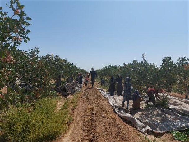 برداشت پسته از ۷ هزار هکتار باغات رشتخوار آغاز شد