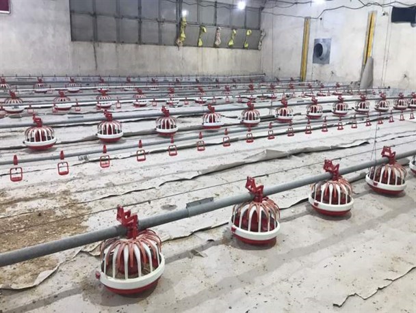 افزایش ۲ برابری واحدهای مرغداری صنعتی در خاش