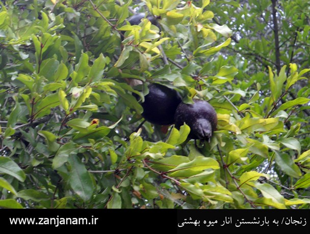فصل انار چینی+تصاویر