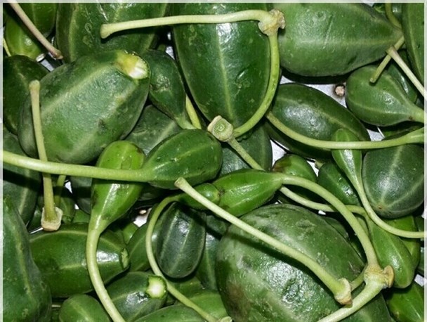 گزارش تصویری / جمع آوری هندوانه کوهی ( لگجی ) در طبیعت شهرستان جم