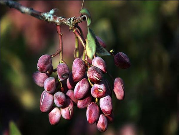 گرمای شدید، بالا رفتن شوری و آفت ها؛مهمترین معضلات پسته کاران میبدی است