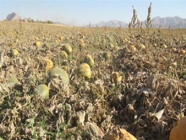 برداشت کدوی پوست کاغذی در بروجن آغاز شد