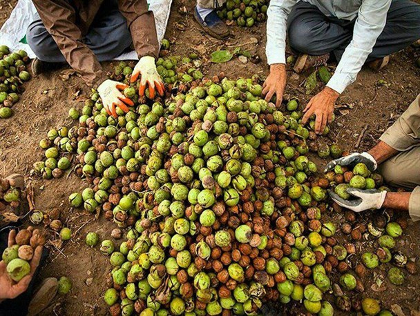 برداشت ۱۰ هزار تن گردو در نهاوند