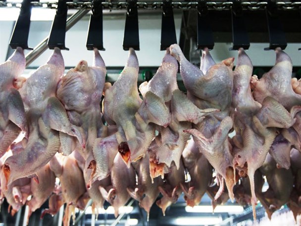 آغاز تولید و عرضه گوشت مرغ رتبه‌بندی شده در میاندوآب