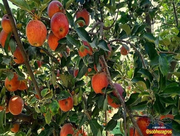 باغات سیب شهرستان بویراحمد در قاب تصویر
