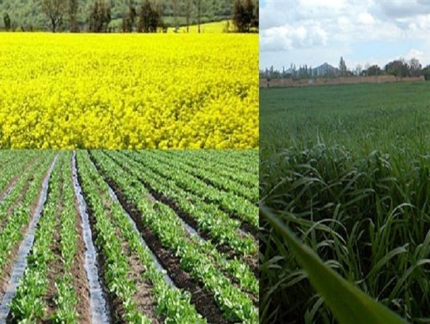 کاهش ۵ هزار هکتاری کشت گندم/کارخانه جوین، پای کار برای خرید چغندرقند پاییزه