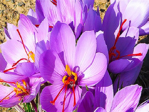 کمبود نقدینگی و سودهای بانکی عامل نابسمانی بازار زعفران