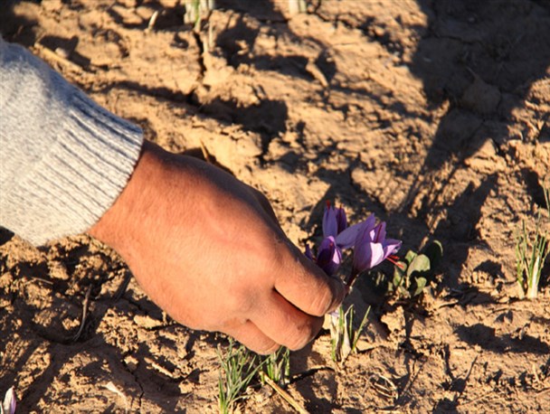 گزارش تصویری/ برداشت گل زعفران در روستاهای جغتای