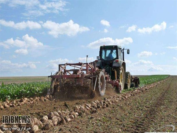 پیش بینی برداشت ۱۰۰ هزار تن چغندر قند از مزارع جغتای