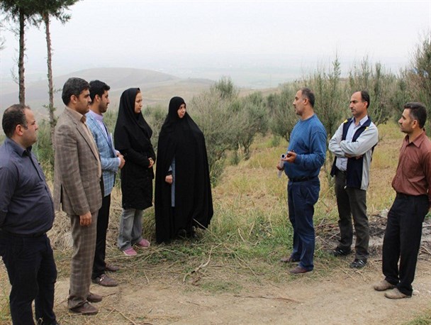 بازدید مدیر شهرک گلخانه ای دانشگاه آزاد گلستان از باغ زیتون مینودشت + تصاویر