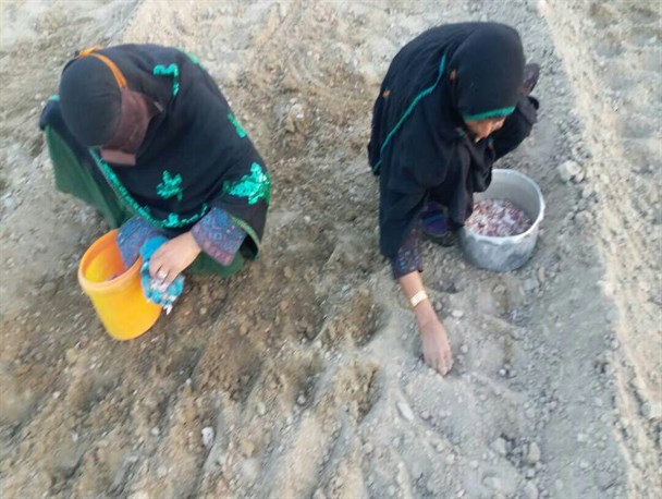 کشت سنتی سیر سرخ و ارگانیک بشاگرد + تصاویر
