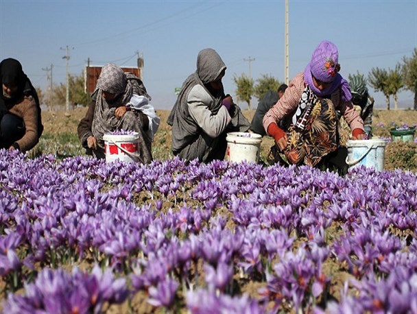برداشت بیش از ۲۰۰ کیلو زعفران در قطب تولید طلای سرخ استان مرکزی / نبود کارگاه فرآوری و بسته بندی، مشکل اصلی بهره برداران