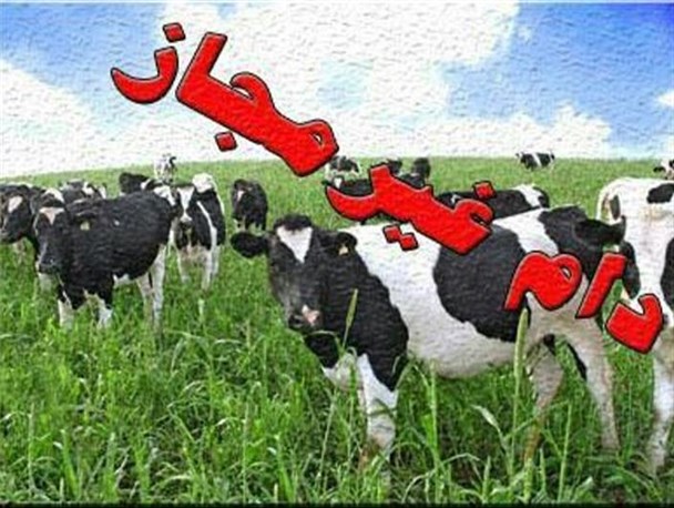 توقیف میلیاردی دام فاقد مجوز حمل در بوئین زهرا