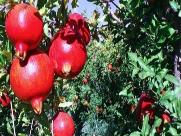 جای خالی صنایع تبدیلی برای یاقوت سرخ پاوه/ وقتی سود انار کاملا به جیب کشاورزان نمی رود