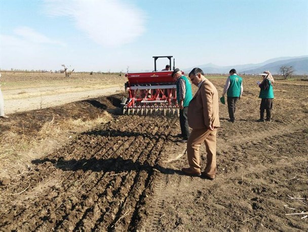 کشت گندم بدون خاکورزی در سطح یک هکتار از مزارع شهرستان رامیان+ تصاویر