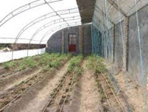 وقتی گلخانه نیز در راستای اقتصاد مقاومتی ثمر می دهد/ گل فروشی که برای ۹ نفر اشتغال زایی کرد