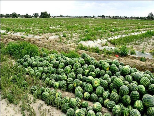 آغاز برداشت هندوانه پاییزه از اراضی هرمزگان