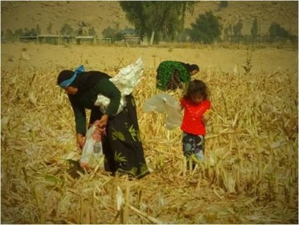 خسارت زلزله به بخش کشاورزی پرداخت نشده/ بازوند: شما پیگیری نکردید