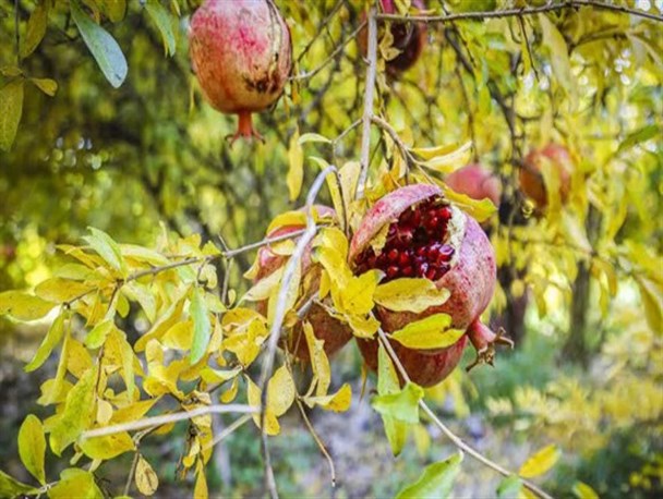 کیفیت مرغوب انار دانه یاقوتی قم