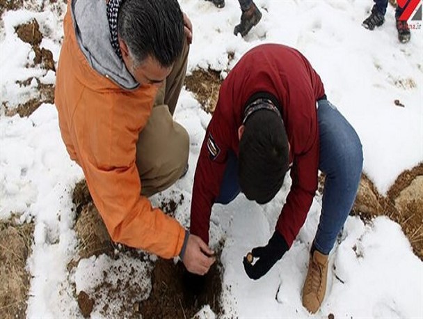 کوهنوردان بروجرد در ارتفاعات، بذر می‌کارند