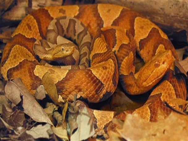 ماری عجیب که برای تولید مثل نیازی به جنس نر ندارد+عکس