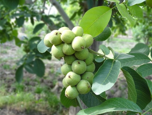 بیش از 2500 اصله نهال گردو بین باغداران تویسرکانی توزیع می شود