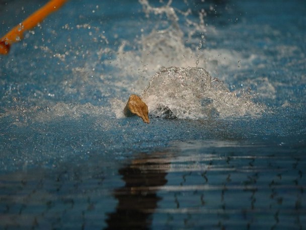 پروژه تعمیر و بازسازی سقف استخر آزادی آغاز شد