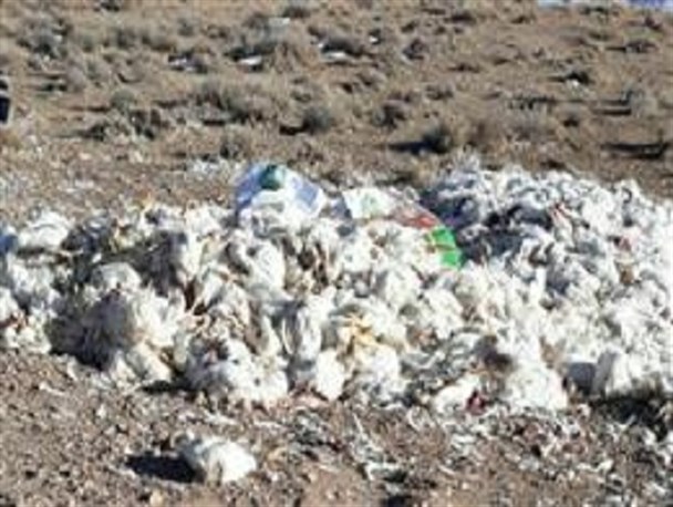 احتمال ورود آنفولانزای پرندگان به بروجن/رها سازی لاشه های مرغ تلف شده در دشت چارقوقی نقنه