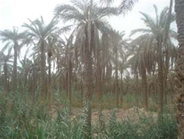 باغبان پرستار مهربانی است در برابر بیمار
