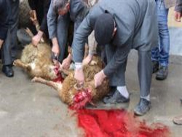اقامه نماز شکر و ذبح قربانی به شکرانه بارش رحمت الهی