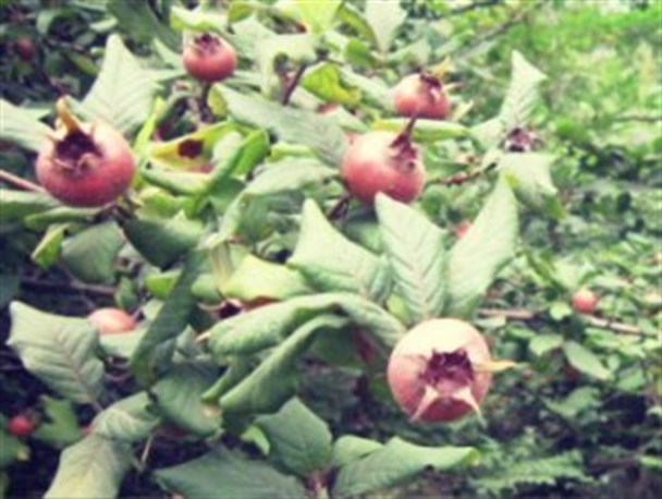 حدیثی تکان دهنده درباره زمانی از تاریخ