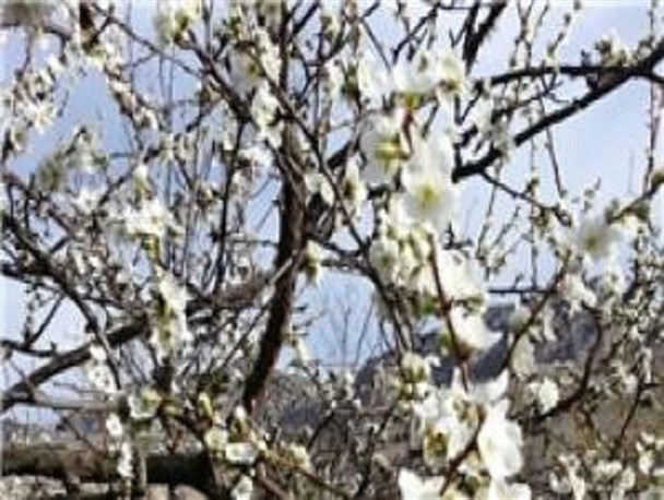 بارش شکوفه‌ها در زمستان آذربایجان شرقی+ عکس