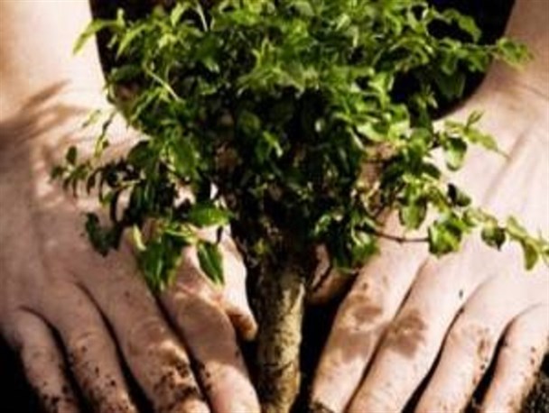 تبریز با غرس ۵۰۰ هزار نهال مقاوم به استقبال بهار می رود