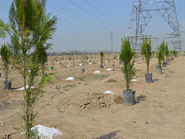 ۴۰۰ اصله درخت در باقرشهر کاشته شد+تصاویر