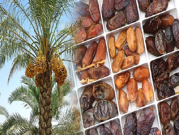 خوزستان بزرگترین تولید کننده خرما در کشور/ فقط ۲ محصول از ۵۸ محصول جانبی خرما در خوزستان تولید می‌شود