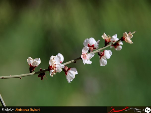 تصاویری زیبا از شکوفه‌ بادام وحشی «سرکوه شنبه» در ارتفاعات پارسیان+تصاویر