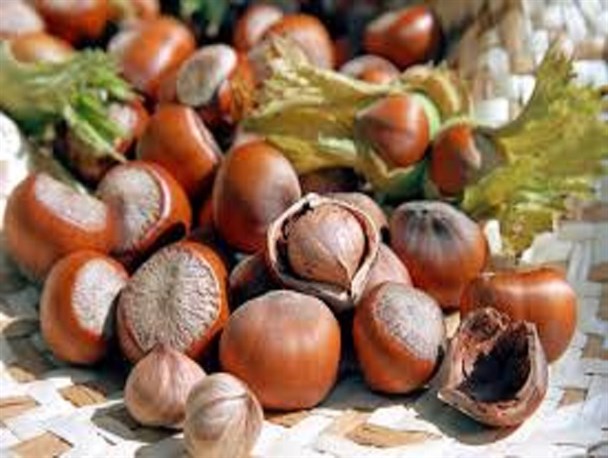 مناطق اشکور، پایتخت تولید فندق در ایران