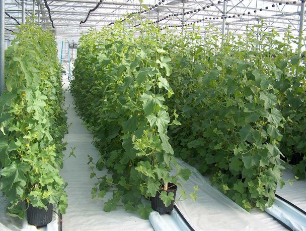 پیش بینی برداشت 1400 تن بادمجان از سطح گلخانه های سراوان/ برای 300 نفر اشتغال زایی شد